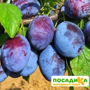 Слива Чачакская ранняя купить по цене от 229.00р. в интернет-магазине «Посадика» с доставкой почтой в в Гусиноозерске и по всей России – [изображение №1].