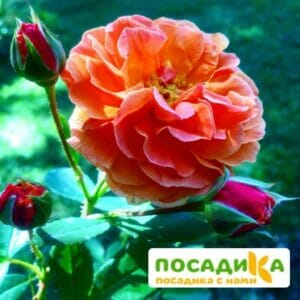 Роза Арабия купить по цене от 350.00р. в интернет-магазине «Посадика» с доставкой почтой в в Гусиноозерске и по всей России – [изображение №1].