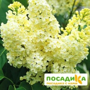 Сирень Примроуз (Primrose) купить по цене от 529.00р. в интернет-магазине «Посадика» с доставкой почтой в в Гусиноозерске и по всей России – [изображение №1].