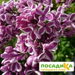 Сирень Сенсация купить по цене от 529.00р. в интернет-магазине «Посадика» с доставкой почтой в в Гусиноозерске и по всей России – [изображение №1].