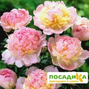 Пион Распберри Сандей (Paeonia Raspberry Sundae) купить по цене от 959р. в интернет-магазине «Посадика» с доставкой почтой в в Гусиноозерске и по всей России – [изображение №1].