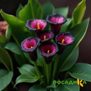 Калла Аура Лейс купить по цене от 400р. в интернет-магазине «Посадика» с доставкой почтой в в Гусиноозерске и по всей России – [изображение №1].