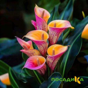 Калла Оникс купить по цене от 450р. в интернет-магазине «Посадика» с доставкой почтой в в Гусиноозерске и по всей России – [изображение №1].