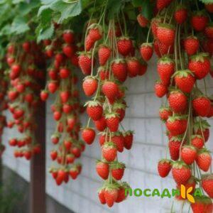 Клубника вьющаяся Комплимент купить по цене от 470р. в интернет-магазине «Посадика» с доставкой почтой в в Гусиноозерске и по всей России – [изображение №1].