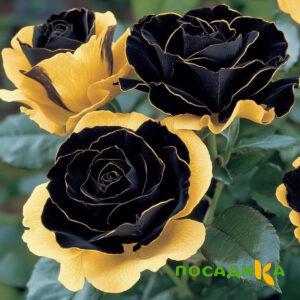 Роза Ханни Сикл купить по цене от 700р. в интернет-магазине «Посадика» с доставкой почтой в в Гусиноозерске и по всей России – [изображение №1].