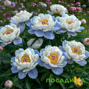 Пион акварельный Этюд купить по цене от 806р. в интернет-магазине «Посадика» с доставкой почтой в в Гусиноозерске и по всей России – [изображение №1].