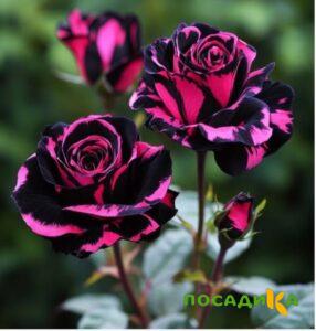 Роза Багровый Шепот купить по цене от 366р. в интернет-магазине «Посадика» с доставкой почтой в в Гусиноозерске и по всей России – [изображение №1].