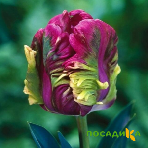 Тюльпан Экзотик Хэвен купить по цене от 186р. в интернет-магазине «Посадика» с доставкой почтой в в Гусиноозерске и по всей России – [изображение №1].